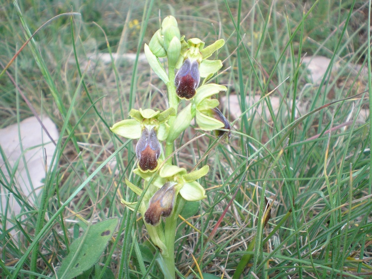 orchidee del perugino